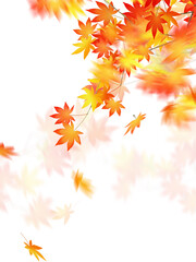 White background and fallen leaves in autumn