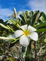 white frangipani flower