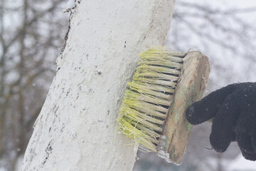 Man whitewash tree trunks in the garden in spring or winter