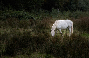 Horse in a meadow near Norg, Drenthe province, The Netherlands