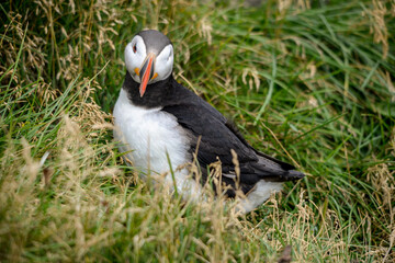 The Atlantic puffin, also known as the common puffin