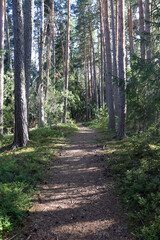 Footpath in a forest
