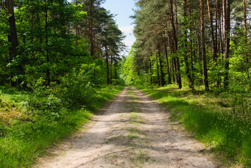 path in the forest