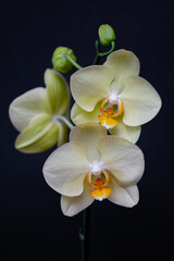 Obraz na płótnie Canvas yellow orchid on black background
