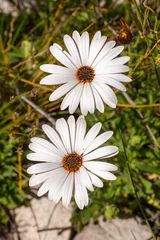 Foto op Canvas Two white flowers of a Dimorphotheca seen in natural habitat in the Bain's Kloof, Western Cape of South Africa © Christian Dietz