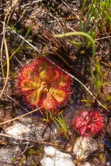 Foto op Canvas African Wildflower: Drosera admirabilis growing in wet habitat in the Bain's Kloof, Western Cape of South Africa © Christian Dietz
