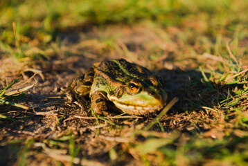 frog in the grass