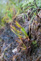 Foto op Canvas Cape Sundew,Drosera capensis,carnivorous plant,insectivorous plants,fly paper,Sundew,meat eating plants,Bains Kloof,plant in nature,South Africa,fleischfressende Pflanzen,droseraceae,Sonnentau,Drosera © Christian Dietz