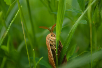 bird in the grass