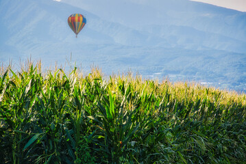山を背景に、夏空の下で育っているトウモロコシ畑と気球が飛んでいる風景
