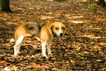落ち葉の上で楽しそうに佇むビーグル犬