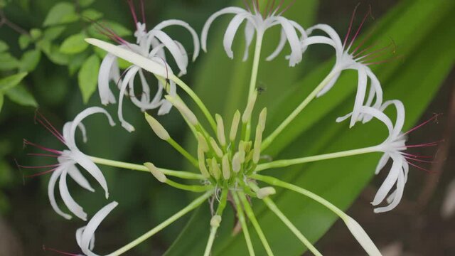 Rain droplets on crinum lily flower