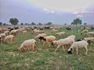 Fototapeta premium A herd of black and white sheep grazing in the field during sunset.