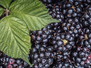 Pile of fresh blackberries with green leaves. Overhead shot.