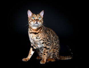 bengal cat in studio