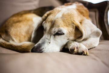 ソファで丸くなって寝るビーグル犬