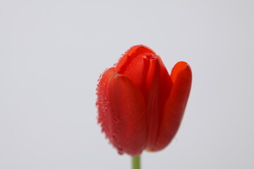 튤립 꽃사진