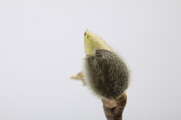 목련 꽃사진