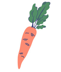 Fresh carrot with green leaves. Vegetable. Health food. Vector Illustration for recipes, restaurant, menus, printing in grocery online stores, nature design, children's decor.