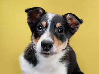 funny puppy plays. happy dog on a yellow background. 
