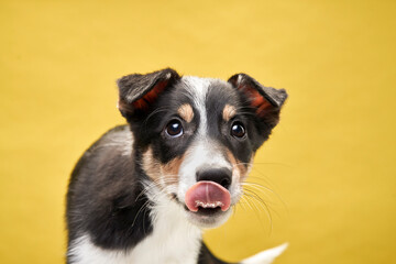 funny puppy plays. happy dog licks its lips on a yellow background. 