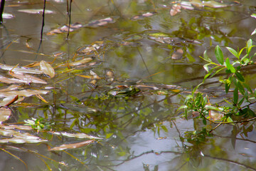 Frog floating in the water between leaves of water lily with copy space