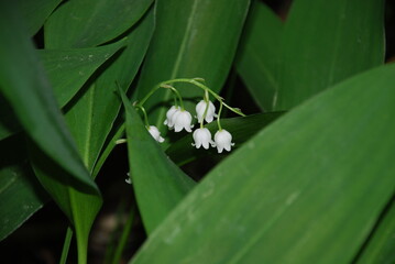 Small white lily of the valley flowers. Convallaria majalis among wide green leaves on a thin stem,...