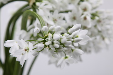 흰색 호아니 꽃사진