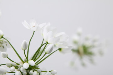Fototapeta na wymiar 흰색 호아니 꽃사진