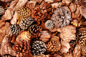 Organic mulch of bark and cones, natural background