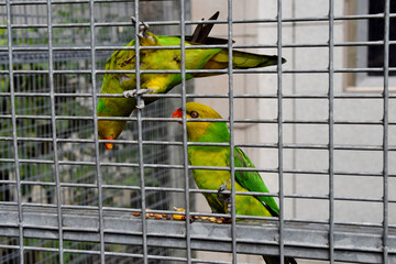 Zwei Papageien hinter Gittern 