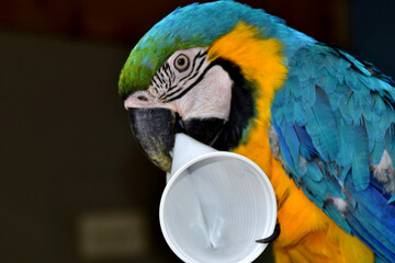 Ein Gelbbrustara in Großaufnahme hat einen Plastikbecher im Schnabel