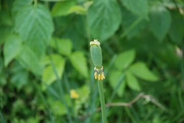 A flying tulip flower. On a slender green stem stands the head of a tulip with faded petals. Green...