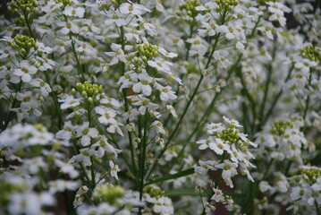 Small white horseradish flowers. On thin green stems, many white-yellow open flowers of Horseradish, lat. Armoracia rusticana. Flowers and leaves in the rays of the summer sun.