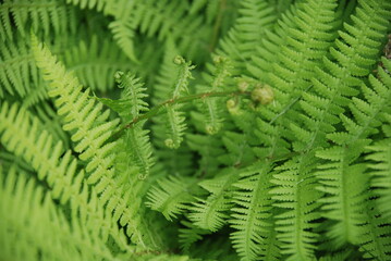 Green wide and long fern leaves. Polypodiophyta with many actual leaves growing from a single root. Long stems with many shoots with leaves.