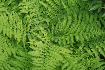 Green wide and long fern leaves. Polypodiophyta with many actual leaves growing from a single root. Long stems with many shoots with leaves.
