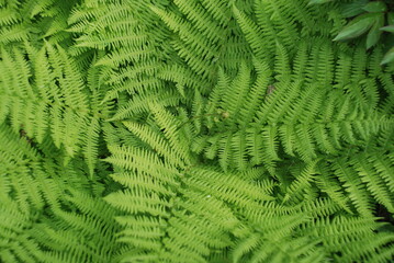 Green wide and long fern leaves. Polypodiophyta with many actual leaves growing from a single root....