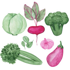 Set of 7 watercolor vegetables isolated on a white background. Hand-drawn cabbage, beetroot with leaves, eggplant, garlic, spinach broccoli celery illustration. Healthy food clipart.