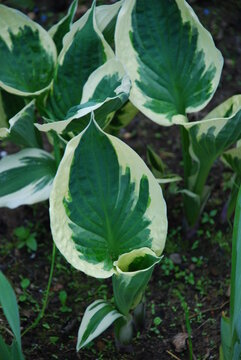 Ornamental plant Khosta fortchuna patriot. Dark green leaves with a wide white-yellow edge. The leaves are wide, oval in shape, growing not high from the ground.