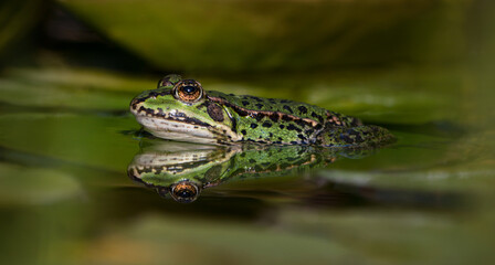 European green frog in the water between water lily leaves seen from the side with reflection of the head