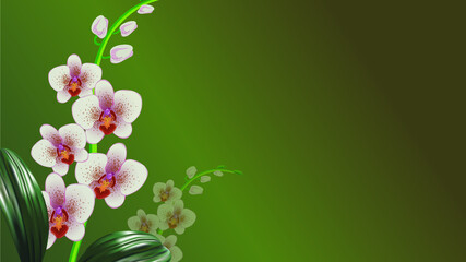 White pink phalaenopsis orchids with leaves on a dark green background. Vector illustration for design of greeting cards, banners, other with place for an inscription.  © steadb