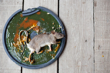 Dirty rat in glue trap.Mice caught in a mouse trap glue trap