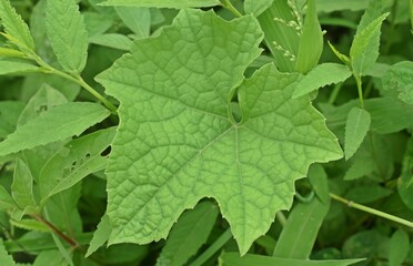 Know nature closely