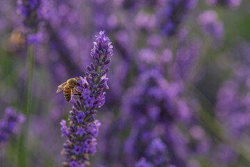 close up of lavender and a bee