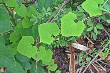 Know nature closely