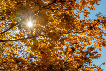 autumn leaves in the sun