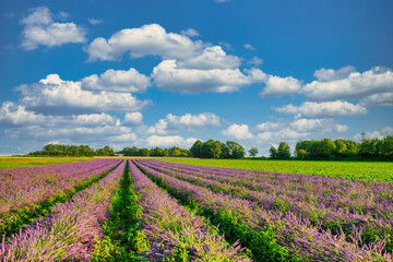 Fototapeta na wymiar lavender field with sky