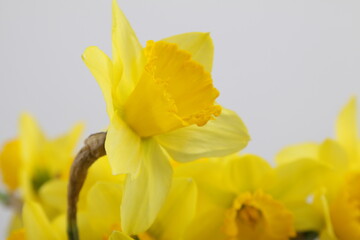 노란 수선화
