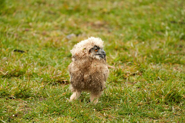 Close-up of an owl chick eagle owl. The bird is unstable in grass