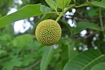Know nature closely